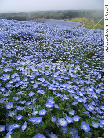 Nemophila花園 Nemophila花園 1408171