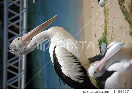 等待午餐哺養的展示的鵜鶘 1408317