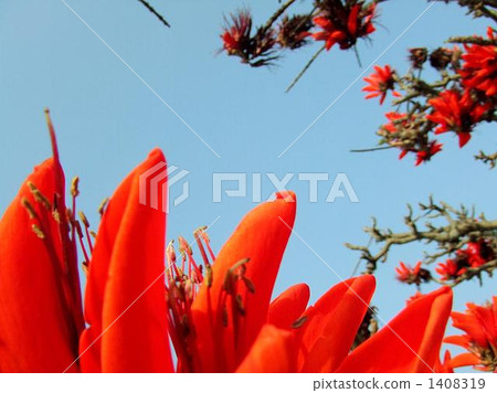 奄美大島的Deigo花 1408319