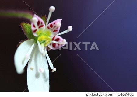 Yukinoshita Yukinoshita 1408492