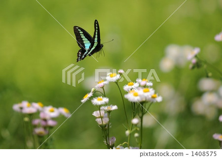 Aosujijeja dancing in the early summer field 1408575