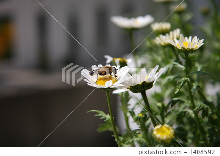 Bee's job Bee's job 1408592