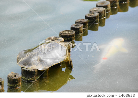 Huge turf Huge turf 1408638