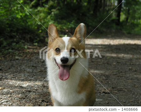 微笑的小狗 微笑的小狗 1408666