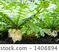 vegetables, vegetable, field 1408894
