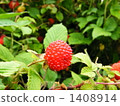 Wild strawberries 1408914