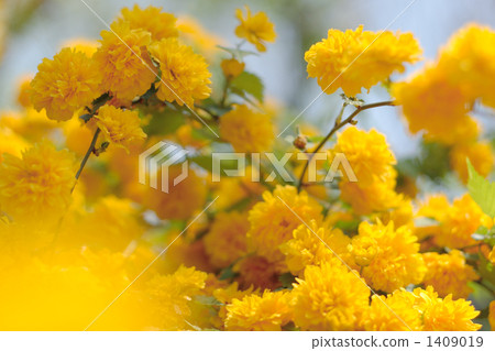 很多雙重盛開的山口草 很多雙重盛開的山口草 1409019