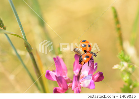 Nanahoshi teapot that fly away from the mushrooms grass 1409036
