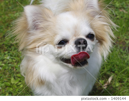 奇瓦瓦州笑著說 1409144