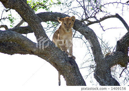 兒童獅子坐樹 兒童獅子坐樹 1409156