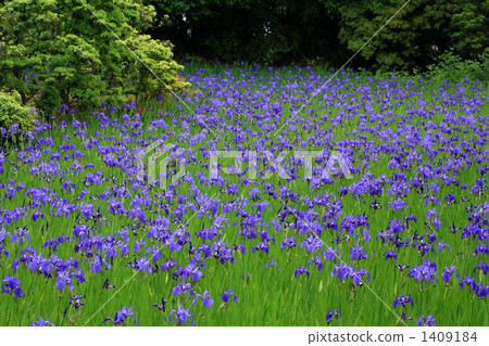 Iris 1409184
