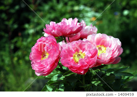 The flowers of peony come into bloom pretty The flowers of peony come into bloom pretty 1409459