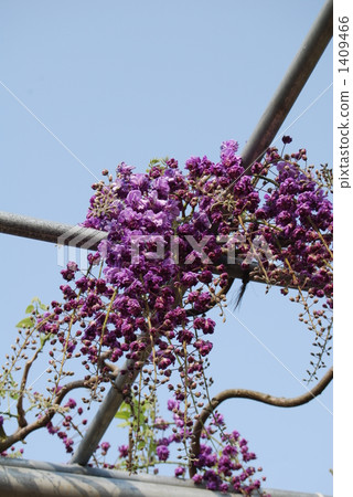 紫藤 紫色的花 花卉公園 1409466