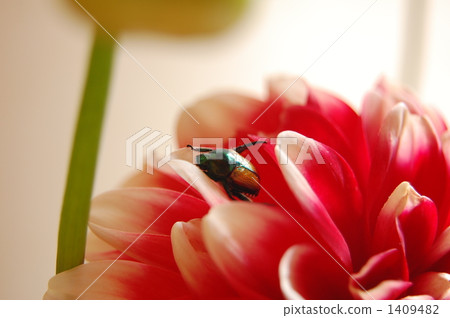 drone beetle, botanic, botanical 1409482