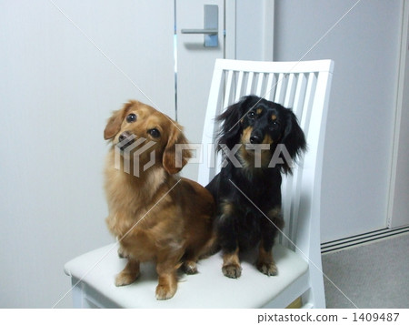 Living with a dog Living with a dog 1409487