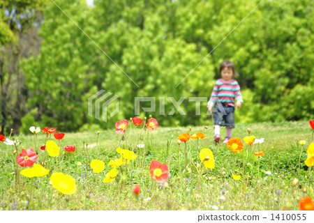 shrub, shrubs, poppy field 1410055