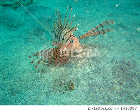 Lionfish 1410097