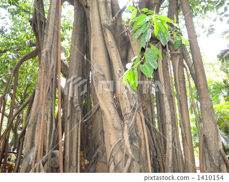 榕樹榕樹 1410154