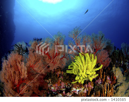 melithaea, comatulida, underwater scenery 1410385