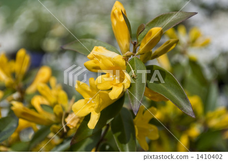 卡羅萊納茉莉花 1410402