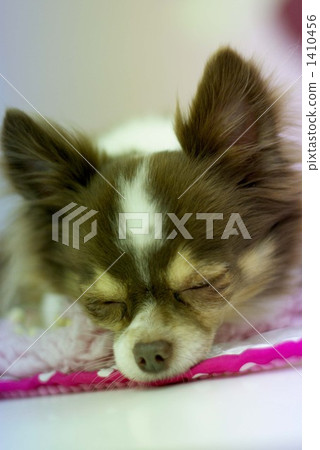 Sleeping. Sleeping. 1410456