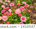 Daisy 1410547