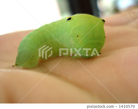 Caterpillar 1410570
