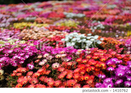 trailing ice plant, flower garden, flower field 1410762