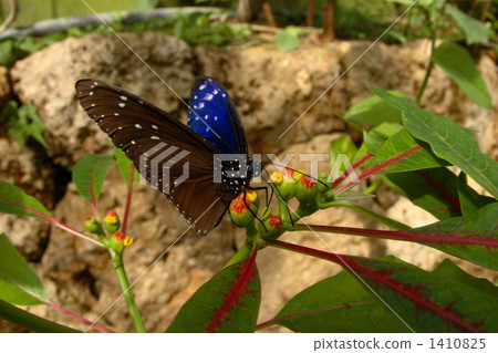 男性蜂蜜喙馬達拉馬達拉男性 1410825