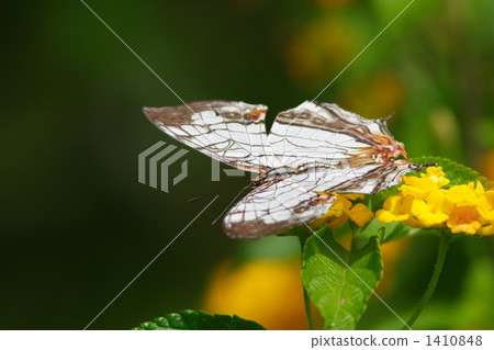 A butterfly A butterfly 1410848