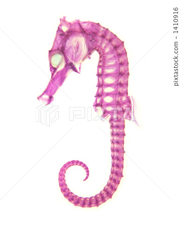 Transparent specimen of seahorse 1410916