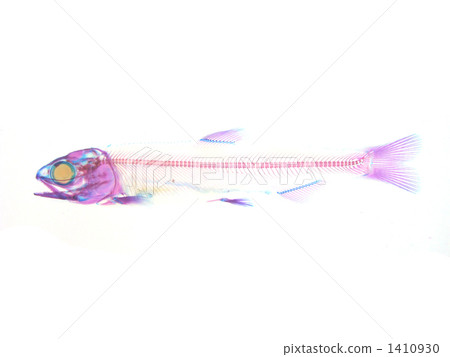 三文魚炒魚透明標本 1410930