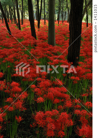 A cluster amaryllis fabric dyed in crimson A cluster amaryllis fabric dyed in crimson 1411015
