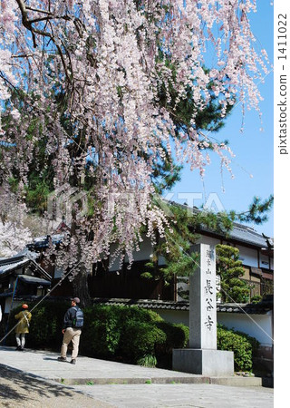 Hase寺廟流甦的櫻桃樹 1411022