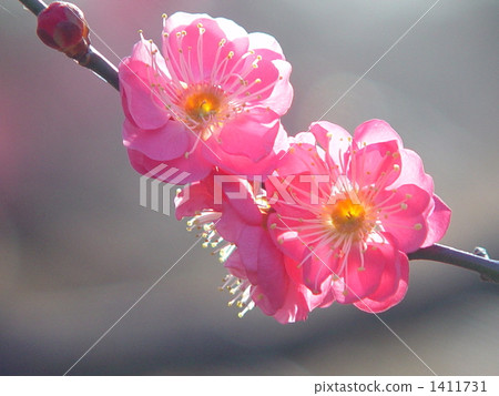 February Chubby rose family 15 February Chubby rose family 15 1411731