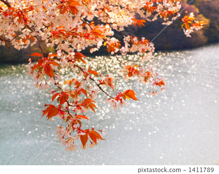 櫻花和湖面 櫻花和湖面 1411789
