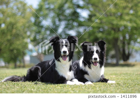 博德牧羊犬 躺下 毛孩 1411896