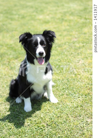 博德牧羊犬 坐下 毛孩 1411917