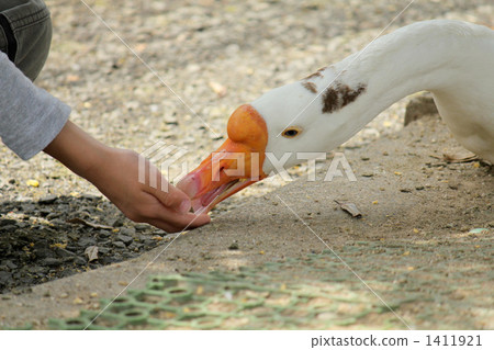 Feeding goose 1411921