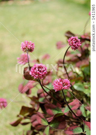 Clover tint wine 1411965