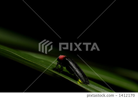 firefly, luminescence, fireflies 1412170