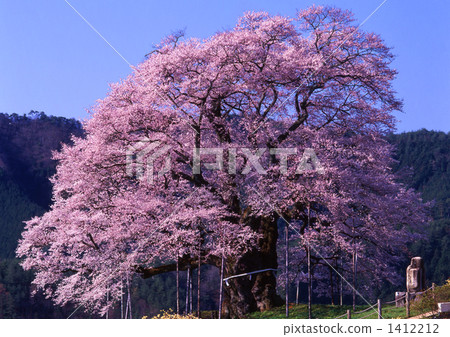 Daigo Sakura Daigo Sakura 1412212