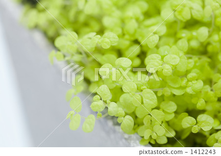 Sorelorea葉子 Sorelorea葉子 1412243