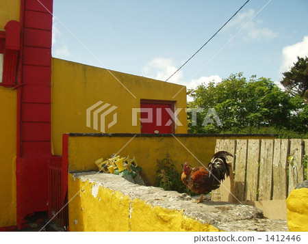 bantam, chicken, ireland 1412446