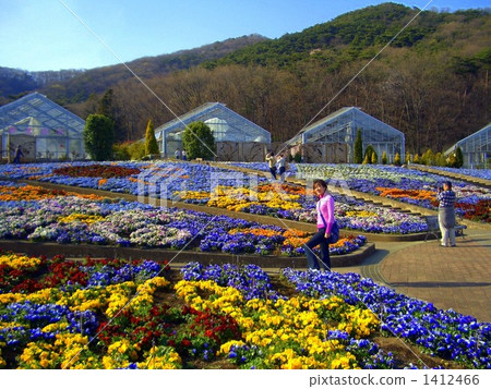 Irodori的三色堇 Irodori的三色堇 1412466