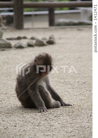 在高崎山 1412471