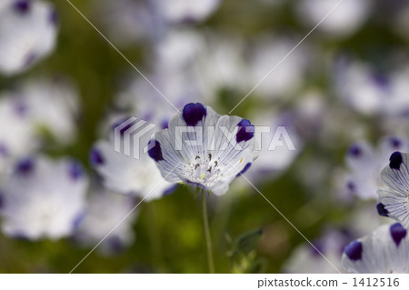 Nemophila 1412516