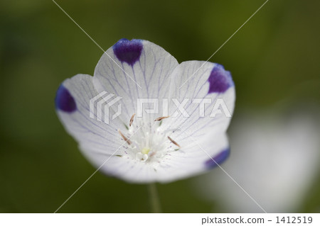 Nemophila 1412519