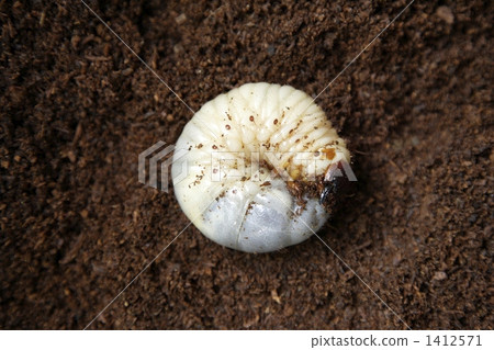 Beetle larva Beetle larva 1412571