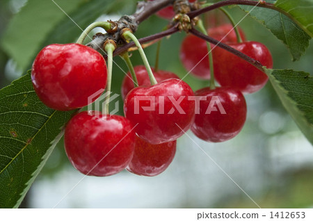 Ripe cherries 1412653